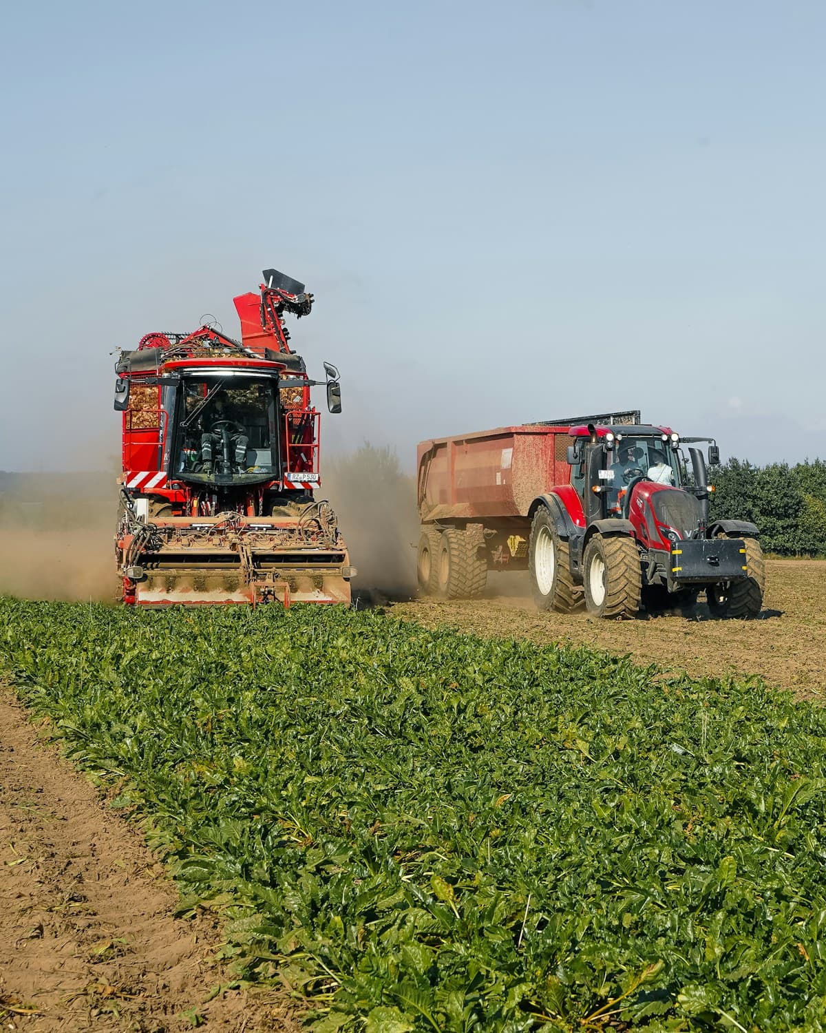 Cosechadora y tractor con remolque trabajando entre hileras de cultivo bajo un cielo despejado.