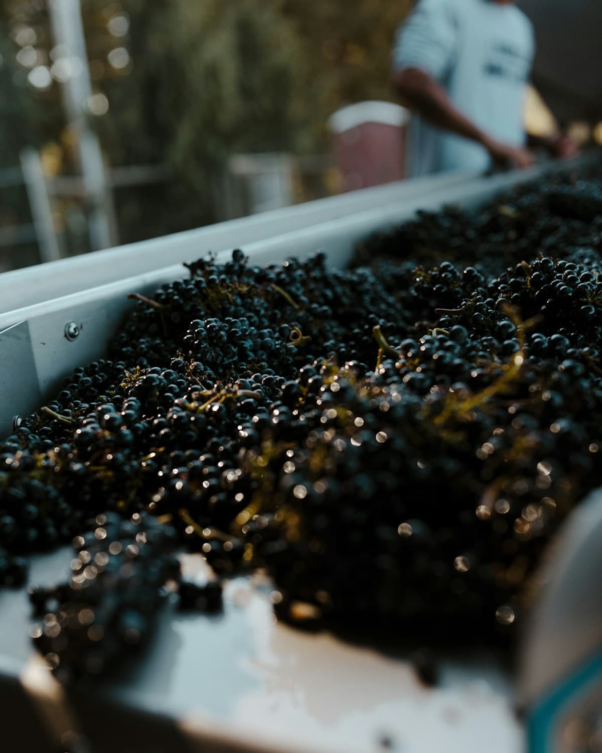 Racimos de uvas negras sobre una mesa de selección, con una persona desenfocada al fondo.